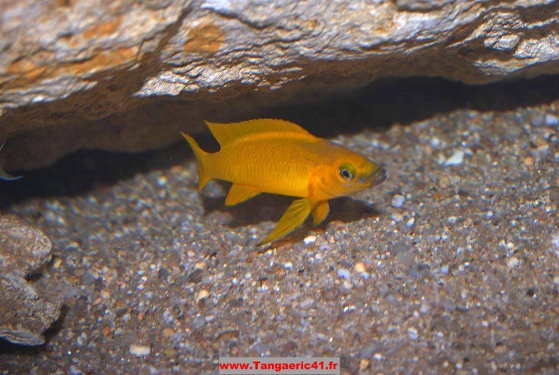 Neolamprologus longior 'Bulu Point'